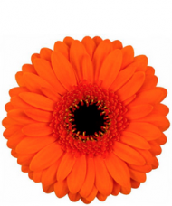 1 Gerbera Portocalie