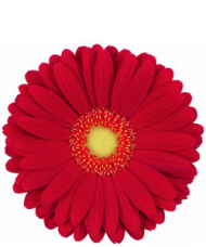 1 Gerbera Rosie