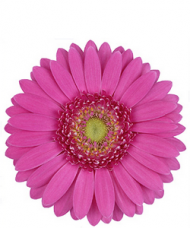 1 Gerbera Roz