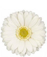 1 Gerbera Alba