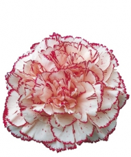 1 Garoafa roz.alb